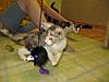 A day in the life of Tabasco Kat  AKA Louedes - Lou Lou-kittens-248.jpg