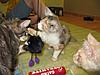 A day in the life of Tabasco Kat  AKA Louedes - Lou Lou-kittens-254.jpg