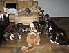 Snack time for my cats :-)-katten-op-zaterdag-004.jpg