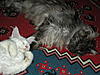 Click image for larger version. 

Name:	Herb n Monty asleep.jpg 
Views:	28 
Size:	93.7 KB 
ID:	4365