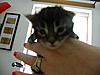 Our First Pics of the Kittens :)-016-small.jpg