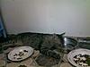 Mufasa - The world's laziest cat or just normal coonie behaviour?-01082011275.jpg