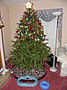 Christmas Trees, Decorations and Presents-dscn4005.jpg