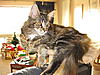 Season greeting from Max And Lizzie-288.jpg