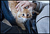More cute pics - Kitten Visit-dsc_0834-new.jpg
