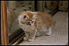 More cute pics - Kitten Visit-dsc_0841.jpg