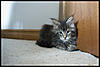 More cute pics - Kitten Visit-dsc_0858.jpg