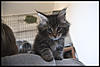 More cute pics - Kitten Visit-dsc_0871.jpg