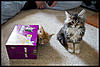 More cute pics - Kitten Visit-dsc_0864.jpg