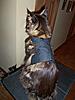 how old should my kitten be before i put him on a harness?-100_0327.jpg