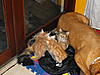 dogs and cats......help!-2011.12.31-family-1-.jpg