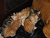 dogs and cats......help!-2011.12.31-family-2-.jpg