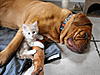 dogs and cats......help!-2011.12.30-bono-mira-3-.jpg