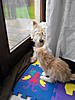 dogs and cats......help!-2011.12.30-bono-didi.jpg