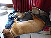 dogs and cats......help!-2011.12.29-family.jpg