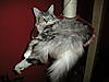 Mylo's weight-dscn2395.jpg