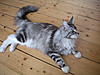 Mylo's weight-dscn2446.jpg