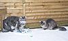 Snow Cats & not so Little Dot-dot-tia-4-2-12.jpg