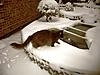 Ruby's first snowtime....-100_0589.jpg