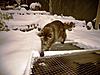 Ruby's first snowtime....-100_0593.jpg