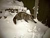 Ruby's first snowtime....-100_0598.jpg