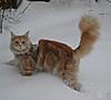 Kenny's First Snow!-kennysnow1.jpg