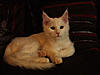 Introducing our future new stud boy Somersby!!-picturesarchie-20124.jpg