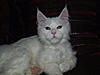 Introducing our future new stud boy Somersby!!-picturesarchie-20128.jpg