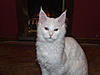 Introducing our future new stud boy Somersby!!-kitpic2012-182.jpg