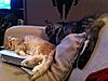 Click image for larger version. 

Name:	Scramble and Jager sleeping.jpg 
Views:	30 
Size:	95.9 KB 
ID:	5503