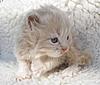 Maine Coon Mix... SHARE.... PLEASE.-sk1.jpg