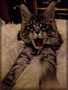 Share your photo Bloopers here-open-mouthed-fred-3-.jpg