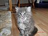 Share your photo Bloopers here-gypsy-6-weeks-5.jpg