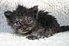 Maine Coon Mix... SHARE.... PLEASE.-sk3.jpg