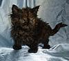 Maine Coon Mix... SHARE.... PLEASE.-sk5.jpg