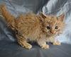 Maine Coon Mix... SHARE.... PLEASE.-sk6.jpg
