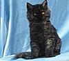 Maine Coon Mix... SHARE.... PLEASE.-sk8.jpg