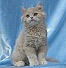 Maine Coon Mix... SHARE.... PLEASE.-sk10a.jpg