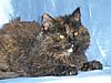 Maine Coon Mix... SHARE.... PLEASE.-sk11.jpg