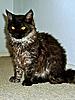 Maine Coon Mix... SHARE.... PLEASE.-sk12.jpg