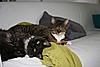 Maine Coon Mix... SHARE.... PLEASE.-sk14.jpg