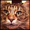 My beautiful cat-imageuploadedbytapatalk1337276987.222833.jpg