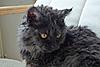 Maine Coon Mix... SHARE.... PLEASE.-sk15.jpg