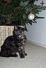 Maine Coon Mix... SHARE.... PLEASE.-sk16.jpg