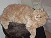 Maine Coon Mix... SHARE.... PLEASE.-sk17.jpg