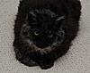 Maine Coon Mix... SHARE.... PLEASE.-sk18.jpg