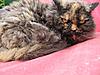 Maine Coon Mix... SHARE.... PLEASE.-chanel.jpg