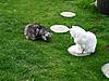 How to catch a mouse-sdc10862j9mh.jpg