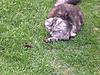 How to catch a mouse-sdc108641y65.jpg