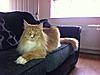 Been a while-cats-336.jpg